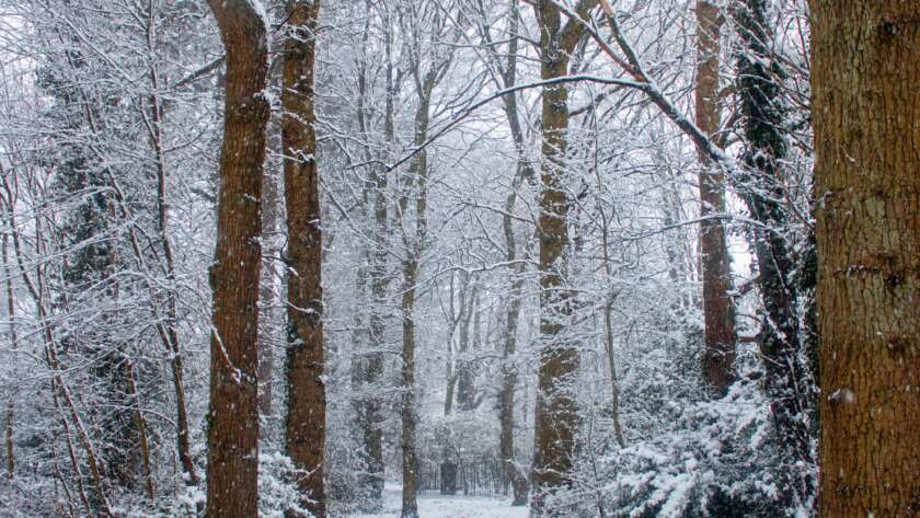 Snowy Pathway Through Forest