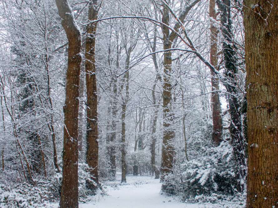 Snowy Pathway Through Forest