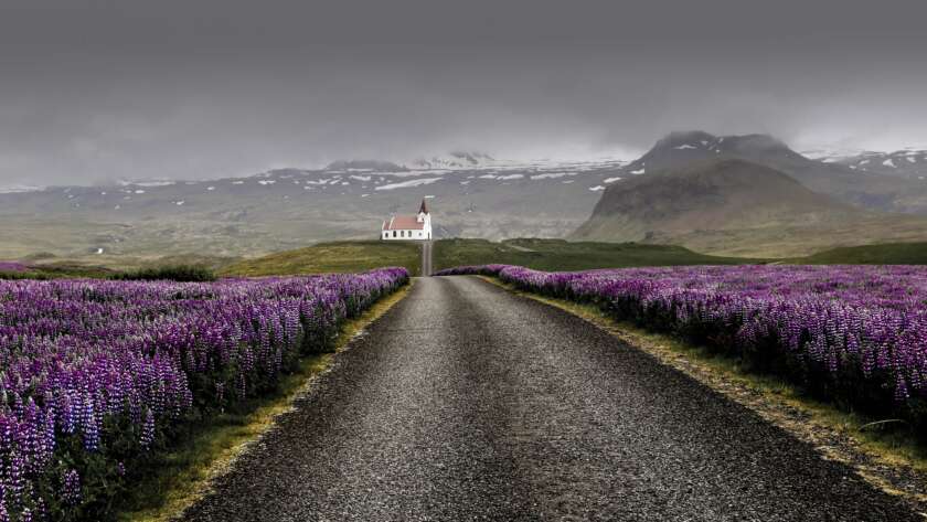 Lavender-lined Pathway to Church