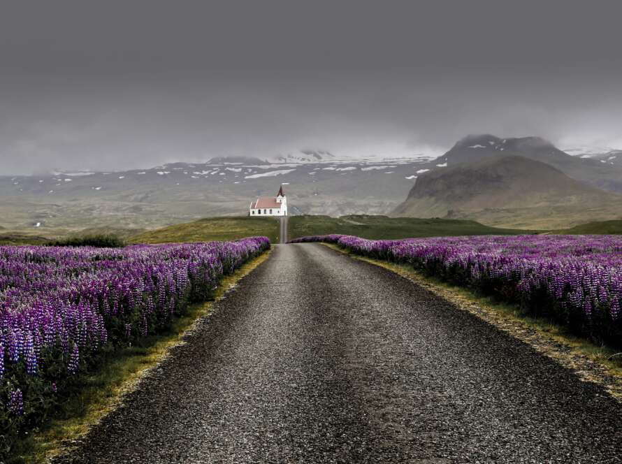 Lavender-lined Pathway to Church