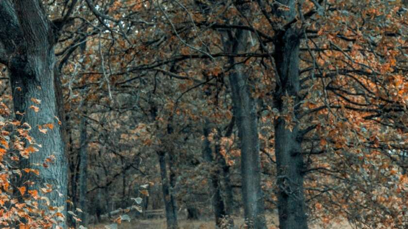 Pathway Through Forest with Autumn Colours