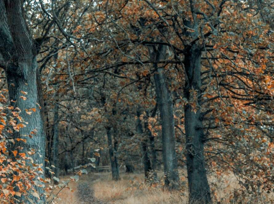 Pathway Through Forest with Autumn Colours