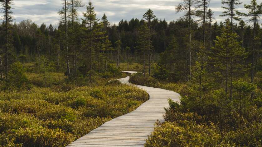 Winding Boardwalk Pathway Through Forest