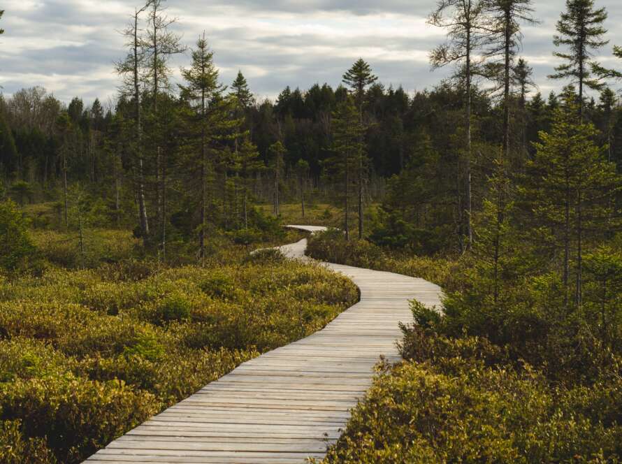 Winding Boardwalk Pathway Through Forest