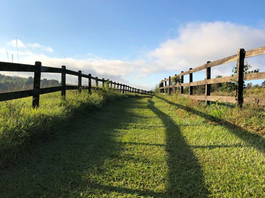 Fenced Green Pathway