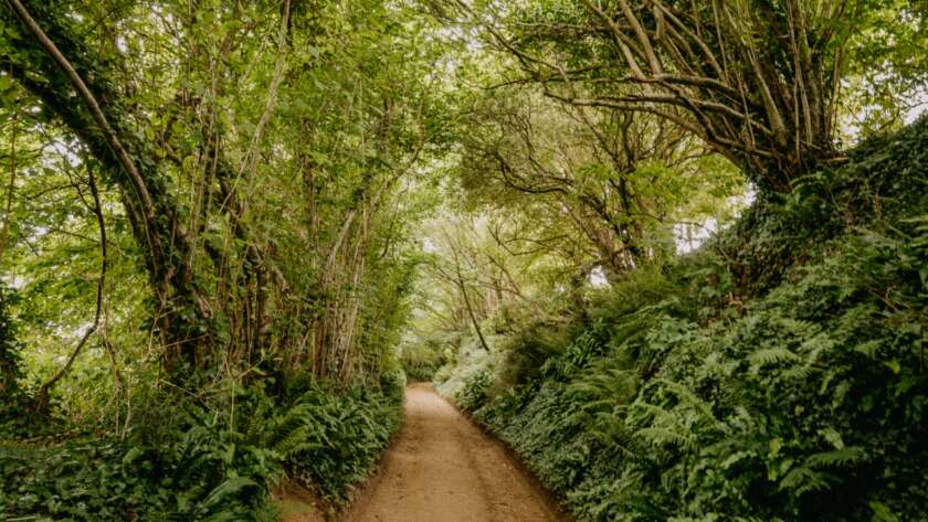 Dirt Pathway Through Forest