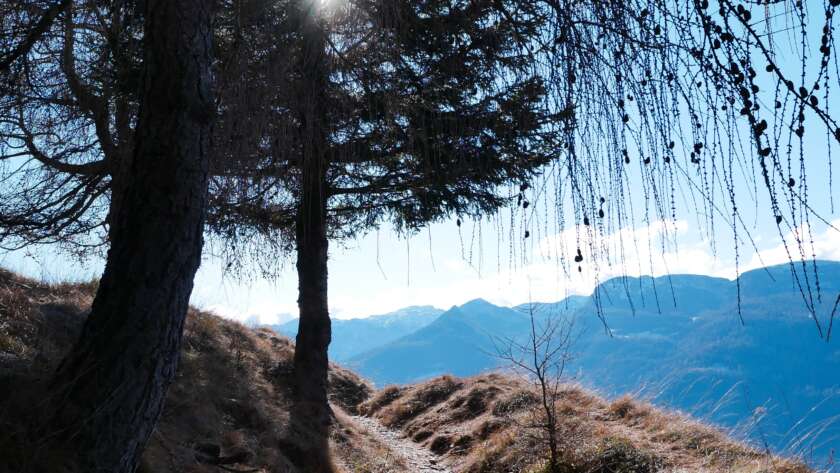 Pathway Up Hill to Tree