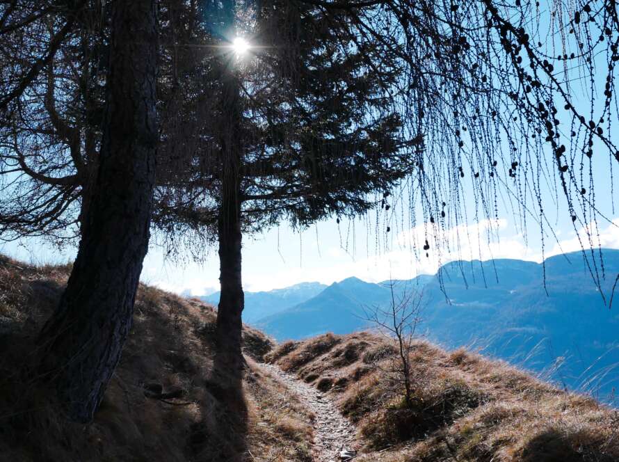 Pathway Up Hill to Tree