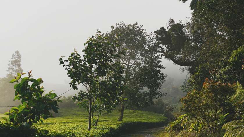Pathway Through Forest in Fog