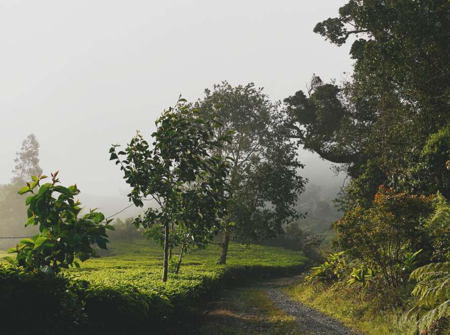 Pathway Through Forest in Fog