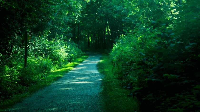 Pathway Through Lush Green Forest