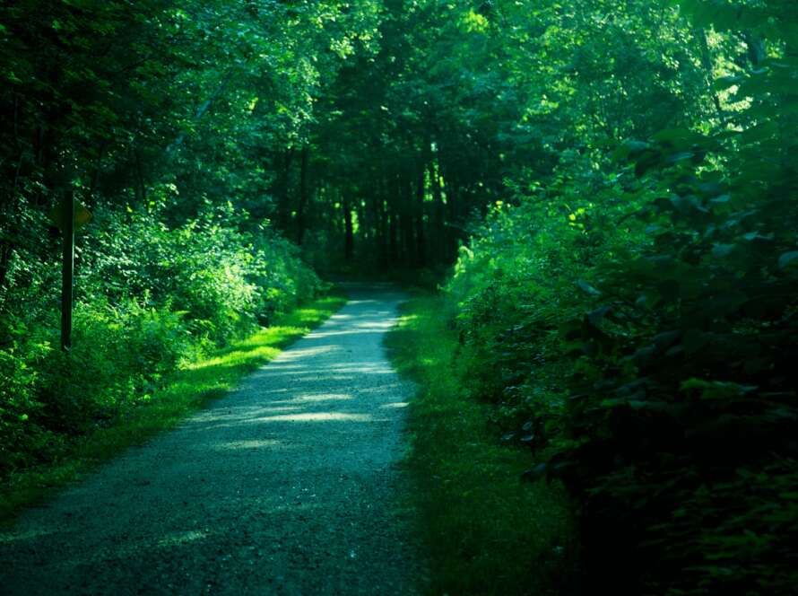 Pathway Through Lush Green Forest