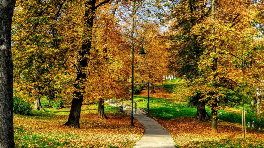 Park Pathway in Autumn