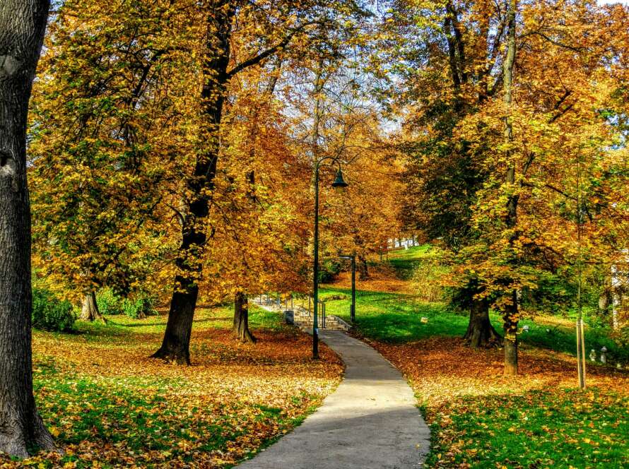 Park Pathway in Autumn